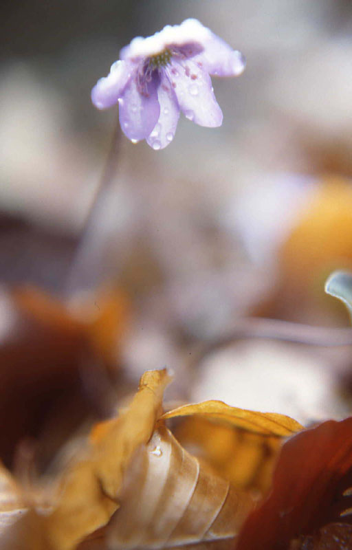 foglie di Hepatica nobilis - Ranunculaceae